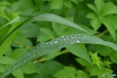 一杯の涙溜めて