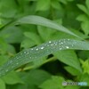 一杯の涙溜めて
