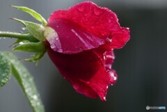 雨上がり