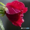 雨上がり