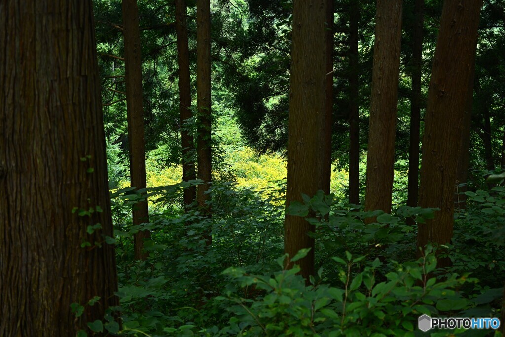 黄色の世界