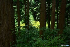 黄色の世界