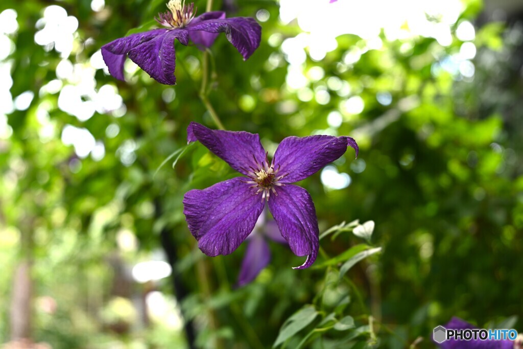 花期の終わりに