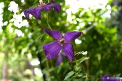 花期の終わりに 花期の終わりに