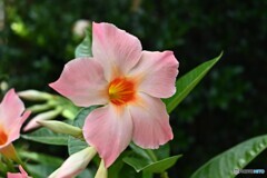 夏化粧