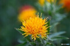 "まゆはきを俤にして紅粉の花"