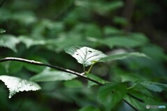 柔らかな木漏れ陽