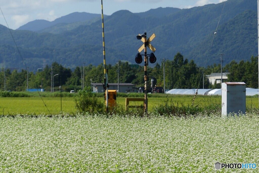 稲と蕎麦