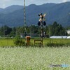 稲と蕎麦