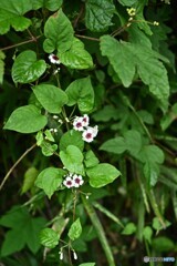 茹だる暑さ