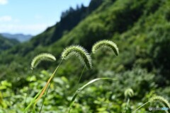 夏風に揺れて