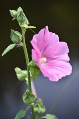 夏花