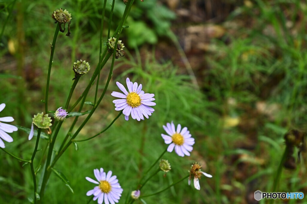 山里の秋花