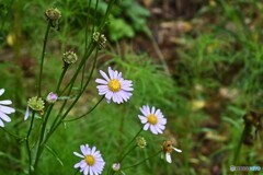 山里の秋花