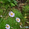 山里の秋花