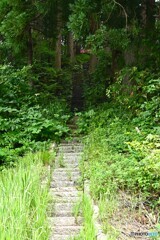 鎮守の森へ