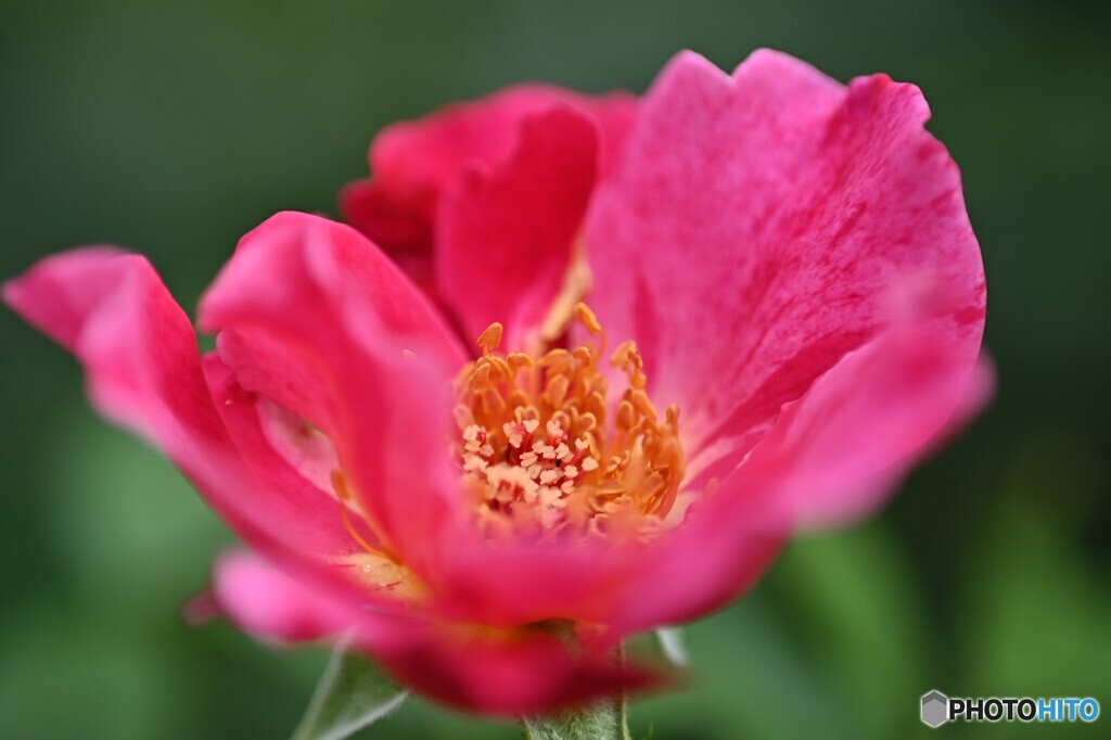 真夏の花心