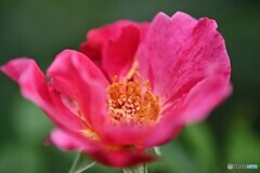 真夏の花心