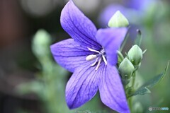 次節の花