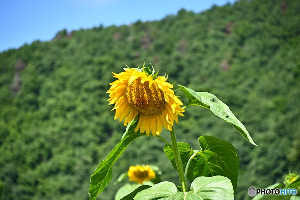 暑さ厳しい中で