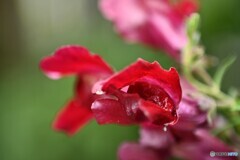 雨上がりの紅