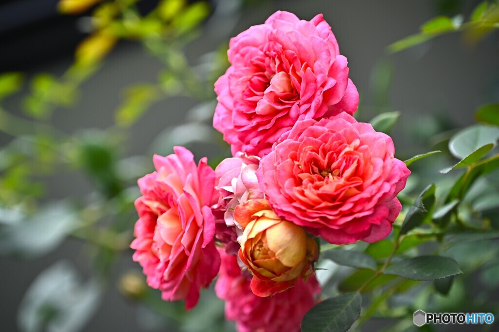 常に華やいで