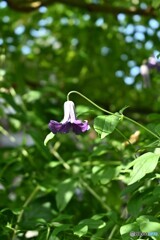 夏陽浴びて 夏陽浴びて