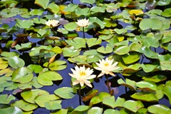 山里の水辺に