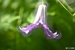 揺れる想い 揺れる想い