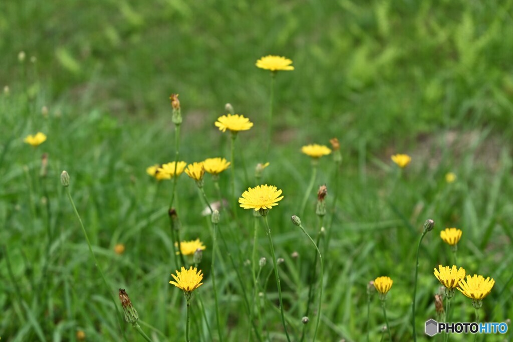 西蔵王の風の中で