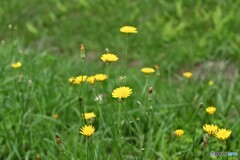 西蔵王の風の中で