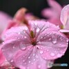 頬伝う涙