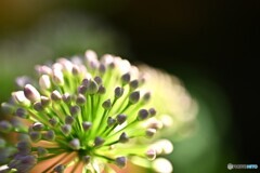 夏夢膨らませ