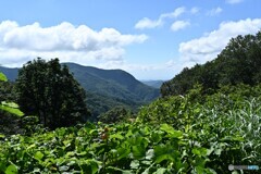 峠の夏