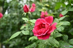 雨の中の貴婦人