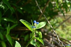 山野の風抜けて