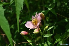 山里の藪の中で