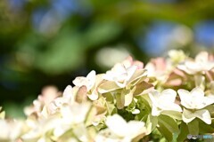 眩しい朝の陽