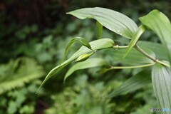 本格的な暑さが