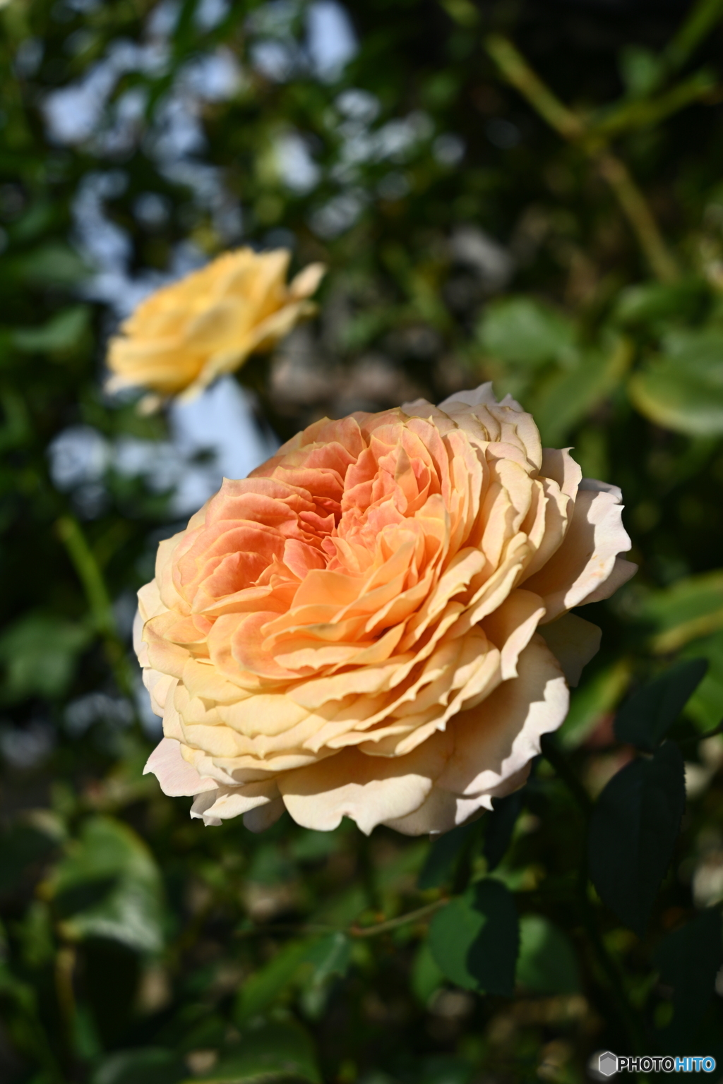 薔薇日和