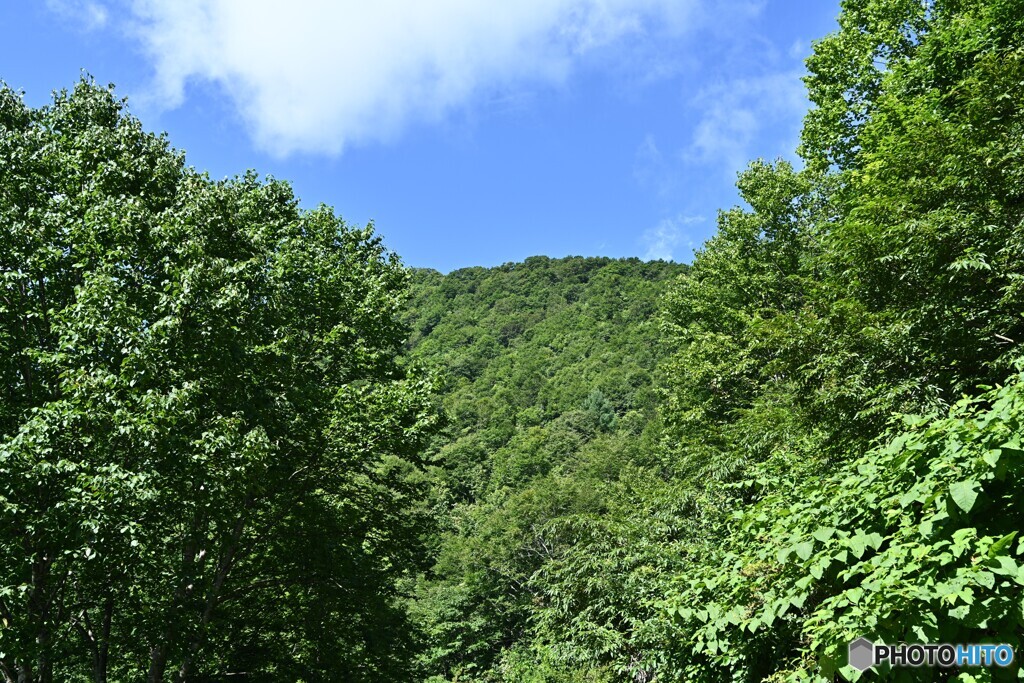 緑鮮