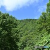 緑鮮