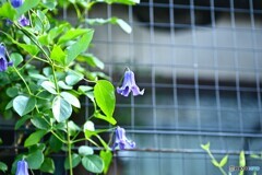 咲き続けるベル