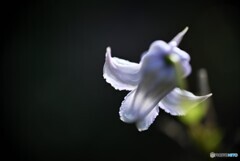 淡光