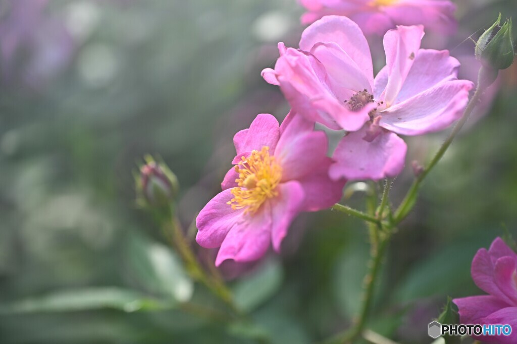 目覚めぬ朝