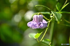 夏陽の目覚め 夏陽の目覚め