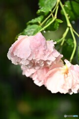 化粧落として