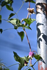 美形キング 美形キング