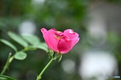 いつも笑顔で