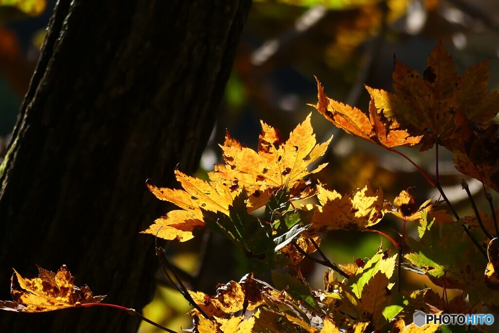 照る紅葉